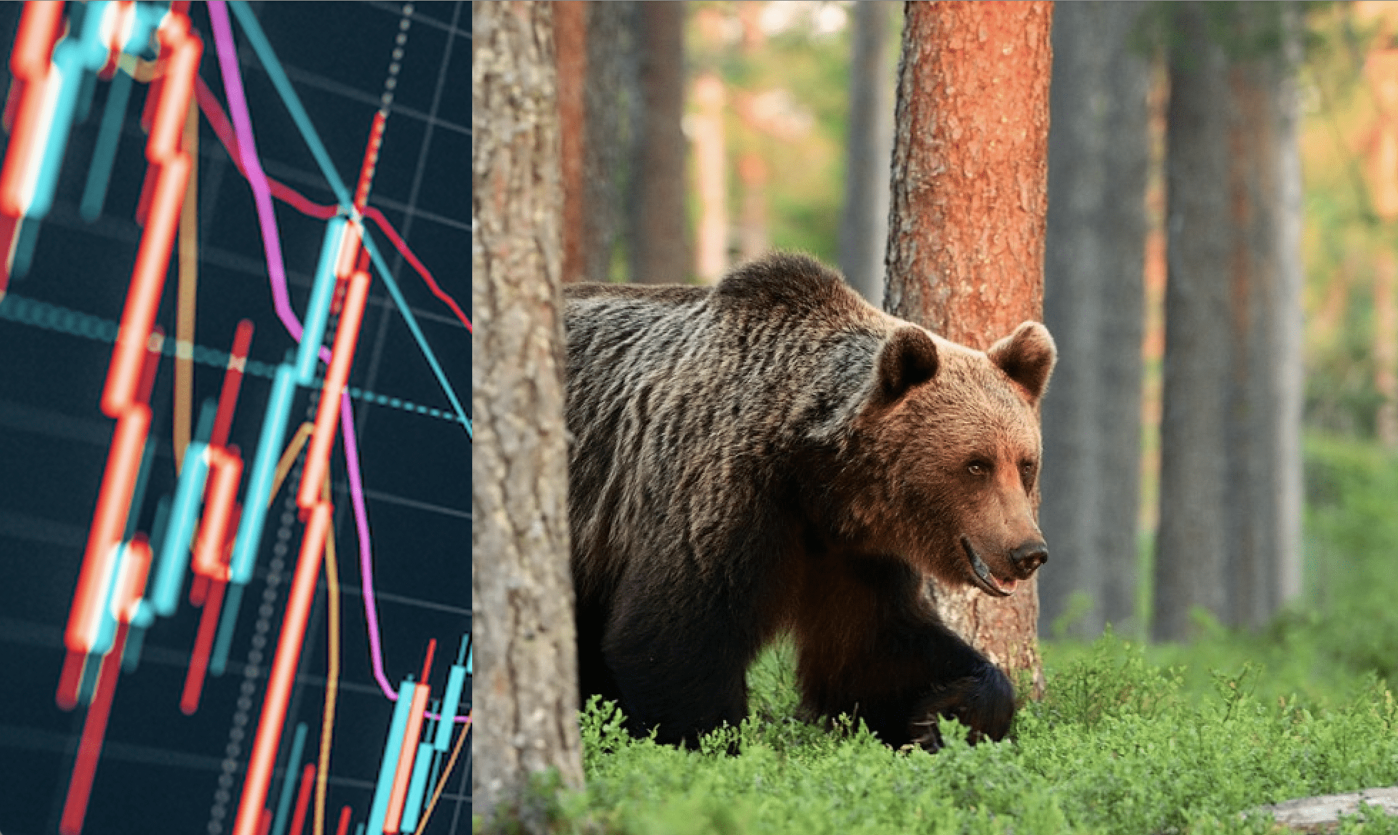what is a bear market