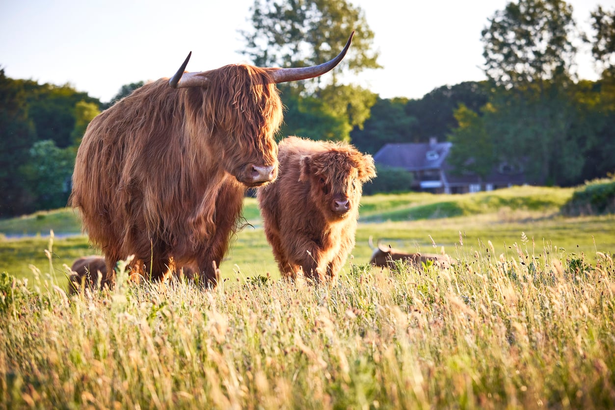 what is a bull market